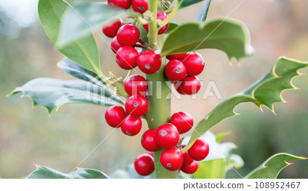Christmas holly vertical branch with red berries on the blurred background 108952467