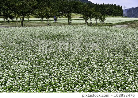 Soba field with white flowers Soba field with white flowers 108952476