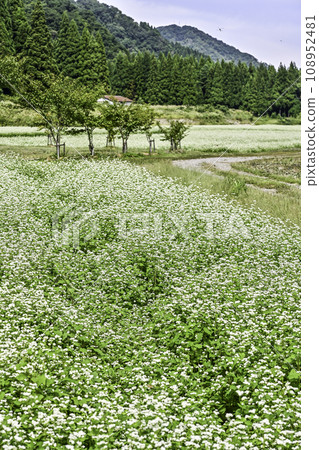 Soba field with white flowers Soba field with white flowers 108952481