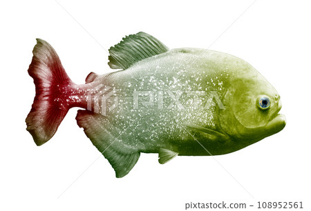 Side view of a pirahna isolated on white 108952561