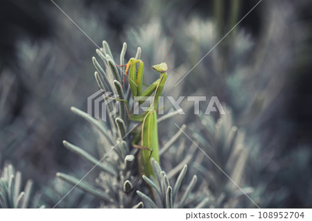Female European Mantis or Praying Mantis, on leaf Female European Mantis or Praying Mantis, on leaf 108952704
