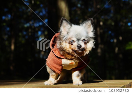 毛呂山町奧瑞森林裡的吉娃娃女孩小穆，看起來很可愛♡ 108952780