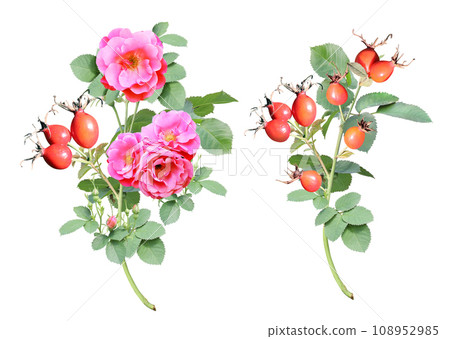 Branch of Dog rose with red flowers and berries. Sprig of Rose hip (Eglantine, Briar, Brier). Isolated on white background Branch of Dog rose with red flowers and berries. Sprig of Rose hip (Eglantine, Briar, Brier). Isolated on white background 108952985