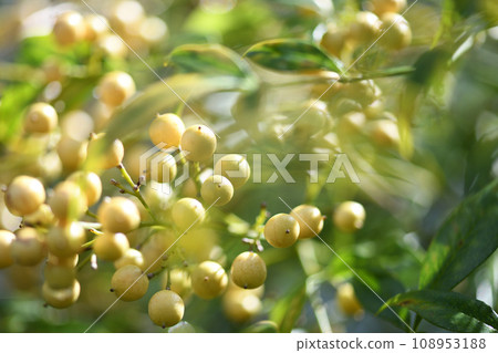 Shironanten fruit Shironanten fruit 108953188