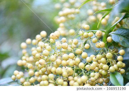 Shironanten fruit Shironanten fruit 108953190