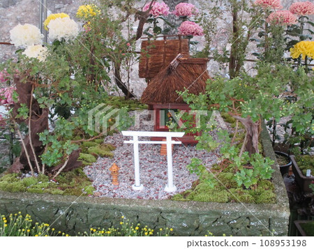 Beautiful chrysanthemum flowers displayed at the National Treasure Aoi Aso Shrine in Hitoyoshi City, Kumamoto Prefecture 108953198