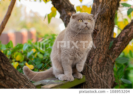 cat climbing a tree and comes down from the tree. Cat on the tree on a natural background. 108953204