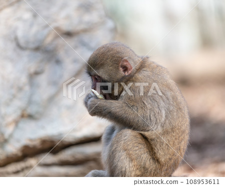 日本猴子的孩子 日本猴子的孩子 108953611