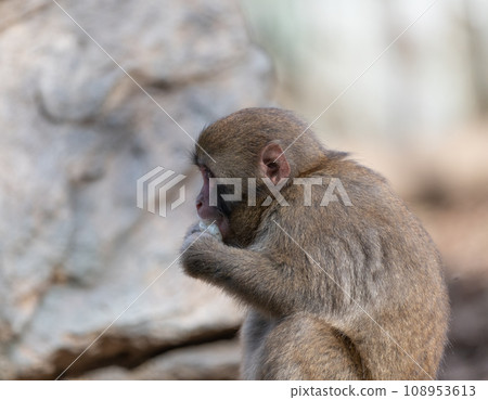 Child of Japanese monkey Child of Japanese monkey 108953613