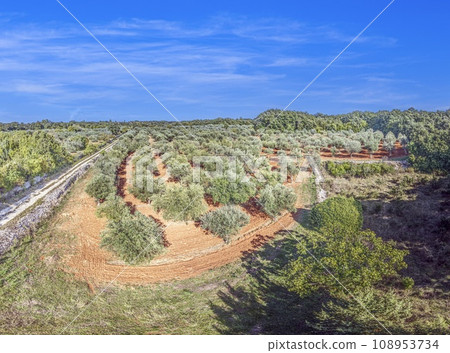 Drone image of a large olive grove in Croatia in summer Drone image of a large olive grove in Croatia in summer 108953734