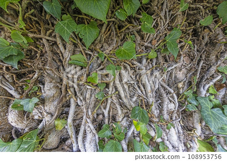 Close up of a dense root network of a bush 108953756