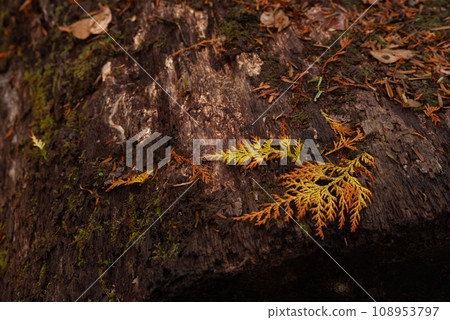 霧與深秋的森林 108953797