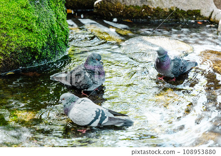 Pigeon bathing Pigeon bathing 108953880