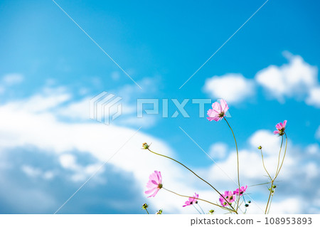 A pink cosmos field that shines against the sky A pink cosmos field that shines against the sky 108953893