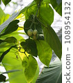 kidachi tomato fruit 108954132