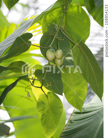 番茄果實 番茄果實 108954133