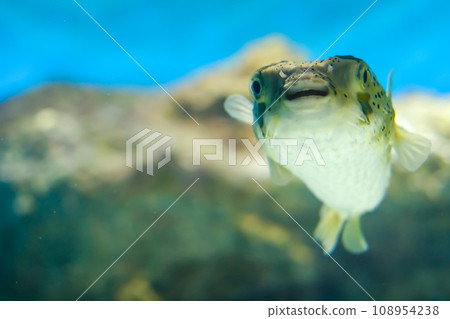 Porcupine fish viewed from diagonally below 108954238