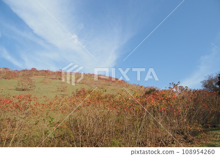 Autumn leaves and blue sky of Nankin Goby in Mt. Wakakusa Autumn leaves and blue sky of Nankin Goby in Mt. Wakakusa 108954260