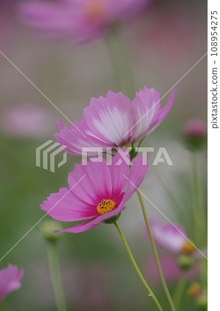 Up of pink cosmos flowers 108954275