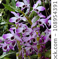 Dendrobium nobile Progenitor of Dendrobium 108954391