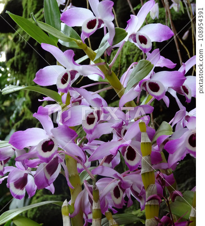 Dendrobium nobile 石斛原種 108954391