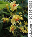 Ganzekiran yellow flower Phaius flavus 108954399