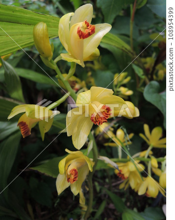 Ganzekiran 黃花 Phaius flavus Ganzekiran 黃花 Phaius flavus 108954399