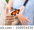 A large beautiful black and orange butterfly sits on the child's finger, selective focus. 108954430