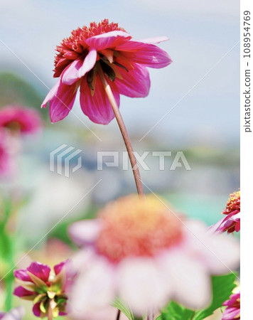 Dahlia blooming towards the sun Dahlia blooming towards the sun 108954769