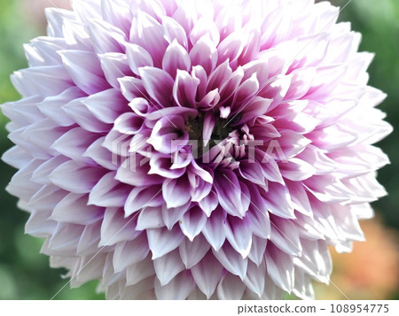 用微距鏡頭拍攝的白色大麗花 108954775