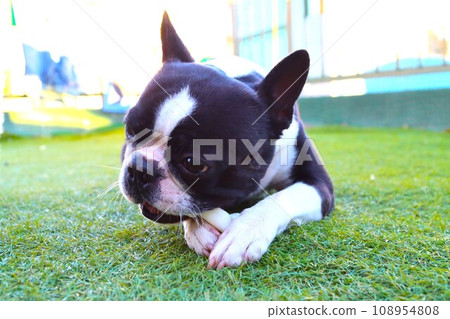 Mighty, a Boston terrier, chews gum as a snack at the dog run in Moroyama Town ♡ 108954808