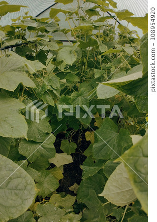 Greenhouse with cucumbers, dense foliage of cucumbers. Fresh waxes, healthy and proper nutrition. 108954920