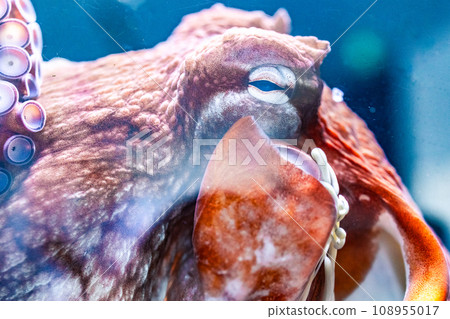 Aquarium octopus Aquarium octopus 108955017