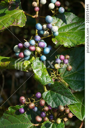 色彩繽紛的「Nobudu」水果 色彩繽紛的「Nobudu」水果 108955444