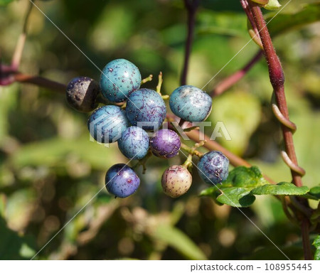 Colorful "Nobudu" fruit Colorful "Nobudu" fruit 108955445