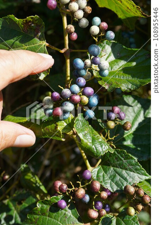 Colorful "Nobudu" fruit Colorful "Nobudu" fruit 108955446
