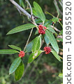 Red tarayo berries, scientific name: Ilex latifolia 108955520