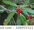 Red tarayo berries, scientific name: Ilex latifolia 108955521
