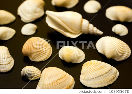 Beautiful varied seashells on a black background, texture Beautiful varied seashells on a black background, texture 108955678