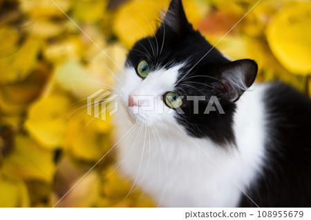 Black and white kitty against background of yellow leaves - autumn Black and white kitty against background of yellow leaves - autumn 108955679