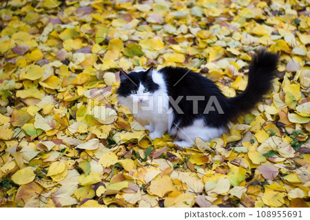 Black and white kitty against background of yellow leaves - autumn 108955691