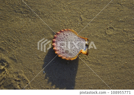 Seashells on sand sunrise background sea, horizon beach dawn wave Seashells on sand sunrise background sea, horizon beach dawn wave 108955771