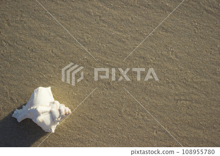 Seashells on sand sunrise background sea, horizon beach dawn wave 108955780