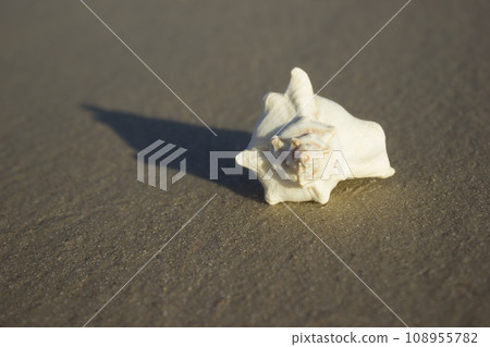 Seashells on sand sunrise background sea, horizon beach dawn wave 108955782