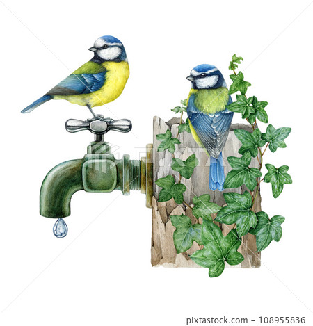 Blue tit birds on a garden vintage style water tap with ivy vines decoration. Watercolor illustration. Hand drawn vintage style overgrown garden faucet with couple of tit birds. White background Blue tit birds on a garden vintage style water tap with ivy vines decoration. Watercolor illustration. Hand drawn vintage style overgrown garden faucet with couple of tit birds. White background 108955836