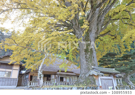 Great Ginkgo in Kingonji Great Ginkgo in Kingonji 108955933