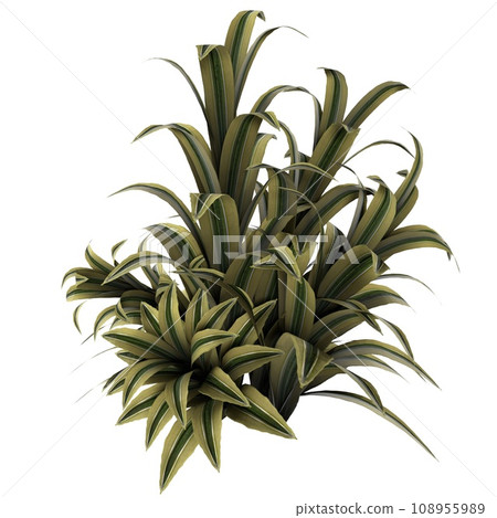 Tropical Shrubs isolated on white background Tropical Shrubs isolated on white background 108955989