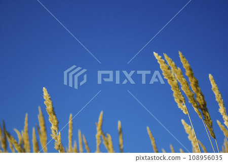 Spikelets against the blue sky, grain field silhouette grass 108956035