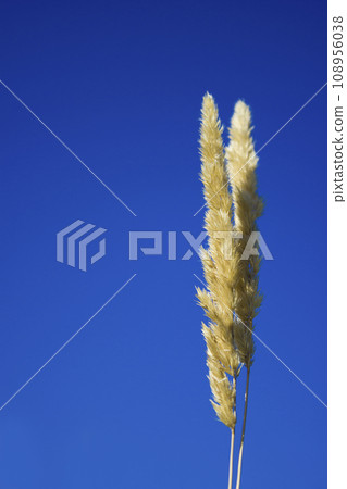 Spikelets against the blue sky, grain field silhouette grass Spikelets against the blue sky, grain field silhouette grass 108956038