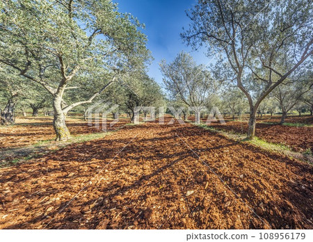 Picture of a large olive grove in Croatia in summer Picture of a large olive grove in Croatia in summer 108956179